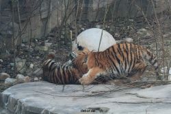 zoo-wuppertal-tschuna-daseep-08-066