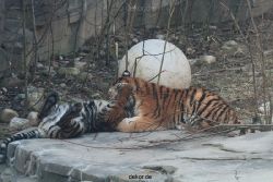 zoo-wuppertal-tschuna-daseep-08-068