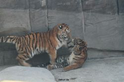 zoo-wuppertal-tschuna-daseep-08-070