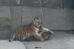 zoo-wuppertal-tschuna-daseep-08-071