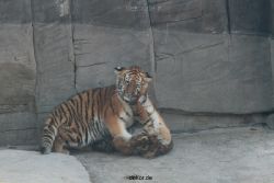 zoo-wuppertal-tschuna-daseep-08-072