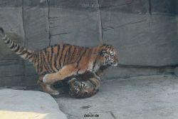 zoo-wuppertal-tschuna-daseep-08-073