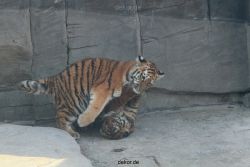 zoo-wuppertal-tschuna-daseep-08-074