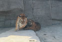 zoo-wuppertal-tschuna-daseep-08-075