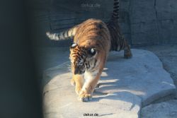 zoo-wuppertal-tschuna-daseep-08-076