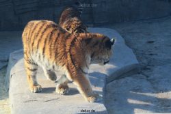 zoo-wuppertal-tschuna-daseep-08-077