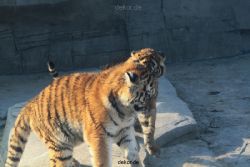 zoo-wuppertal-tschuna-daseep-08-078