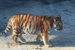 zoo-wuppertal-tschuna-daseep-08-087