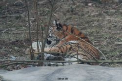 zoo-wuppertal-tschuna-daseep-08-100