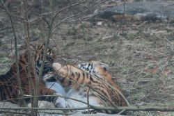 zoo-wuppertal-tschuna-daseep-08-111