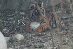 zoo-wuppertal-tschuna-daseep-08-112