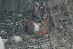 zoo-wuppertal-tschuna-daseep-08-113