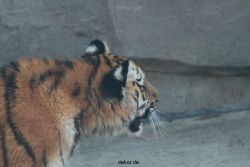 zoo-wuppertal-tschuna-daseep-08-116