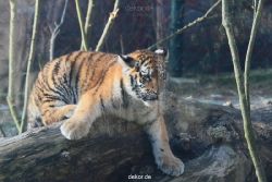 zoo-wuppertal-tschuna-daseep-08-120
