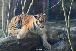 zoo-wuppertal-tschuna-daseep-08-121