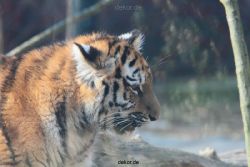 zoo-wuppertal-tschuna-daseep-08-122