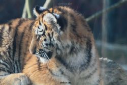 zoo-wuppertal-tschuna-daseep-08-123