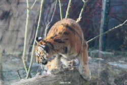 zoo-wuppertal-tschuna-daseep-08-124