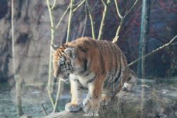 zoo-wuppertal-tschuna-daseep-08-125