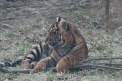 zoo-wuppertal-tschuna-daseep-08-126