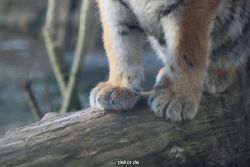 zoo-wuppertal-tschuna-daseep-08-127