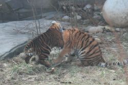 zoo-wuppertal-tschuna-daseep-08-128
