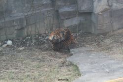 zoo-wuppertal-tschuna-daseep-08-129