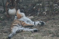 zoo-wuppertal-tschuna-daseep-08-130