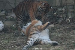 zoo-wuppertal-tschuna-daseep-08-131