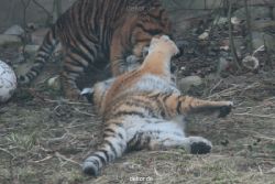 zoo-wuppertal-tschuna-daseep-08-132