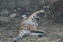 zoo-wuppertal-tschuna-daseep-08-133