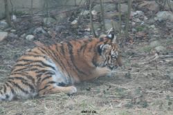 zoo-wuppertal-tschuna-daseep-08-134