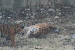 zoo-wuppertal-tschuna-daseep-08-135