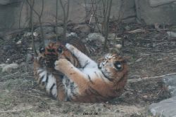 zoo-wuppertal-tschuna-daseep-08-138