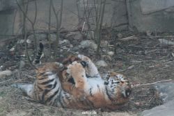 zoo-wuppertal-tschuna-daseep-08-141