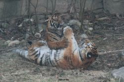zoo-wuppertal-tschuna-daseep-08-142