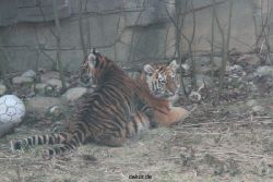 zoo-wuppertal-tschuna-daseep-08-143