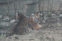 zoo-wuppertal-tschuna-daseep-08-144
