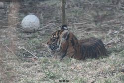 zoo-wuppertal-tschuna-daseep-08-145