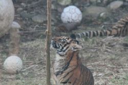 zoo-wuppertal-tschuna-daseep-08-147