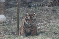 zoo-wuppertal-tschuna-daseep-08-150