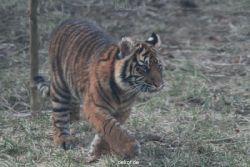 zoo-wuppertal-tschuna-daseep-08-151