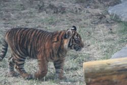 zoo-wuppertal-tschuna-daseep-08-152