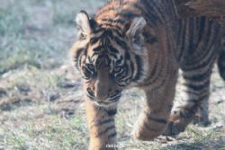 zoo-wuppertal-tschuna-daseep-08-153