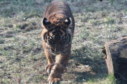 zoo-wuppertal-tschuna-daseep-08-154