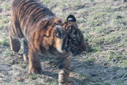 zoo-wuppertal-tschuna-daseep-08-157