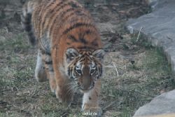 zoo-wuppertal-tschuna-daseep-08-159