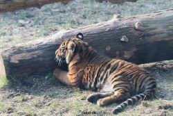 zoo-wuppertal-tschuna-daseep-08-160