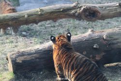 zoo-wuppertal-tschuna-daseep-08-161