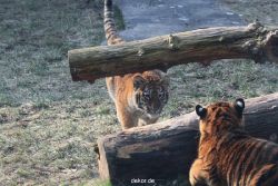 zoo-wuppertal-tschuna-daseep-08-162